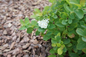 DSC00135.JPG
