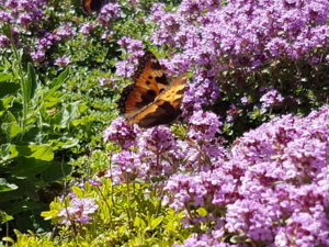 20180608_102718.jpg