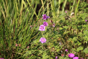 IMG_6647.JPG