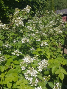 20180527_145211.jpg