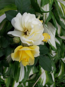 20180621_104538.jpg