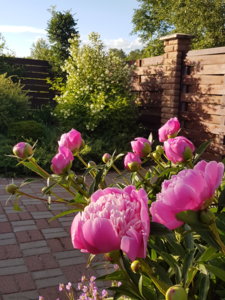 20180607_192325.jpg