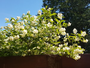 20180608_103858.jpg