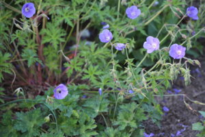 IMG_6728.JPG