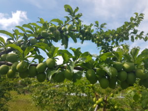 20180617_152132.jpg
