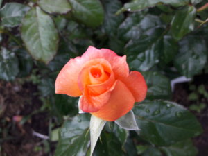 20180625_115458.jpg