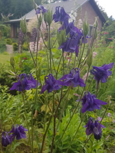 20180617_150806.jpg