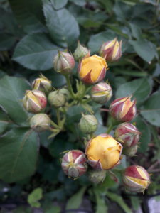 20180625_115542.jpg
