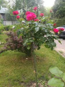 IMG_20180625_194646.jpg