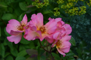 DSC_2133.JPG