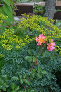 DSC_2132.JPG