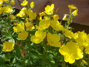 20180617_145134.jpg