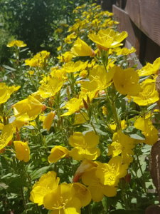 20180617_145247.jpg