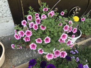 97EFD96B-9E81-48C7-924F-4AA4BCC6DA01.jpeg