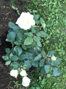 0CEC8157-D182-49F7-9CFF-4BDCE6963BED.jpeg