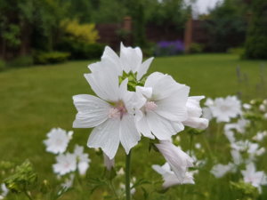 20180615_093657.jpg