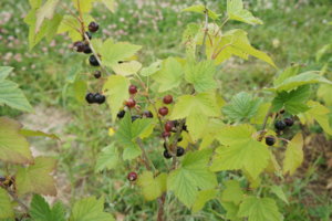 DSC00157.JPG