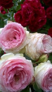 WP_20180615_18_41_59_Pro.jpg
