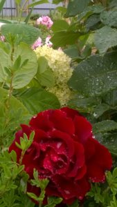WP_20180615_18_36_07_Pro.jpg