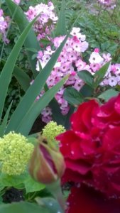 WP_20180615_18_36_27_Pro.jpg