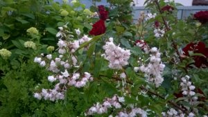 WP_20180615_18_34_47_Pro.jpg