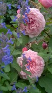 WP_20180602_17_26_46_Pro.jpg