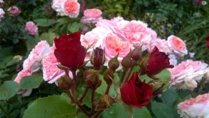 WP_20180613_18_25_20_Pro.jpg