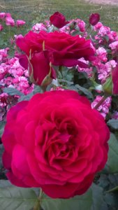WP_20180613_18_30_59_Pro.jpg