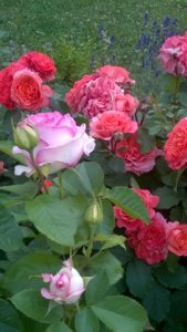 WP_20180613_18_31_24_Pro.jpg