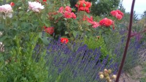 WP_20180613_18_48_48_Pro.jpg