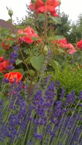 WP_20180613_18_49_18_Pro.jpg