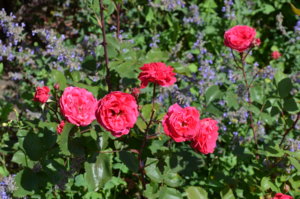 DSC_2120.JPG