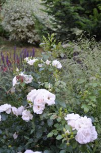 DSC_2247.JPG