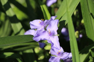 IMG_7118.JPG