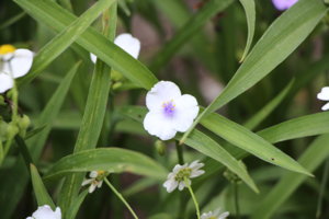 IMG_7287.JPG