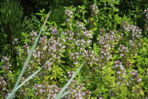 IMG_7416.JPG