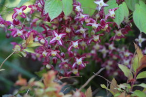IMG_1021.JPG