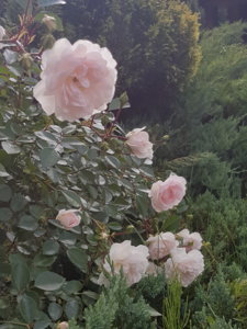 20180622_172055.jpg
