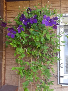 20180624_145743.jpg