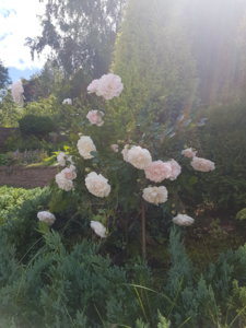 20180624_145256.jpg