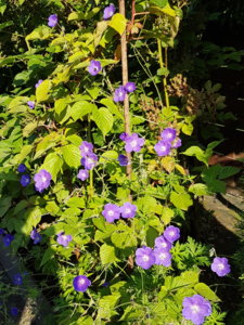 20180710_072721.jpg