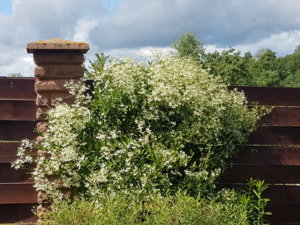 20180624_151809.jpg