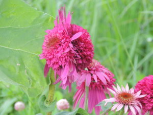 DSCN5469.JPG