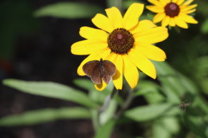 IMG_7804.JPG