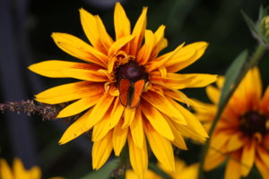 IMG_7822.JPG