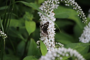 IMG_7828.JPG