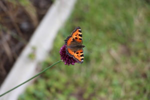 IMG_7831.JPG