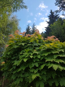 20180624_150434.jpg