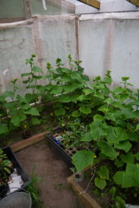 img-p-1090092_resize.jpg