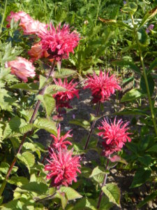 DSCN7109.JPG
